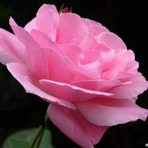 Meet your Posher, Fadi